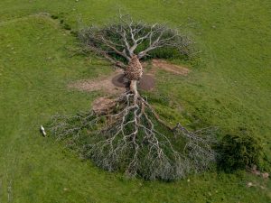 Andy Goldsworthy - Split Oak Wood
