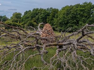 Andy Goldsworthy - Split Oak Wood