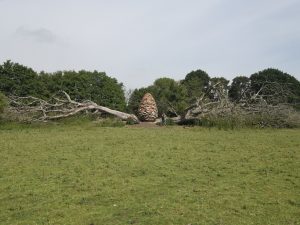 Andy Goldsworthy - Split Oak Wood