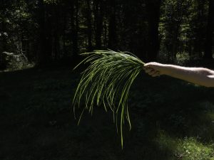 Andy Goldsworthy - Seaweed, Grass and Ferns