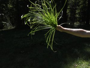 Andy Goldsworthy - Seaweed, Grass and Ferns