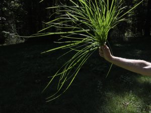 Andy Goldsworthy - Seaweed, Grass and Ferns