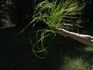 Andy Goldsworthy - Seaweed, Grass and Ferns