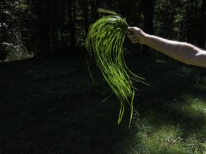 Andy Goldsworthy - Seaweed, Grass and Ferns