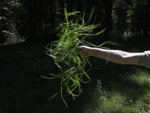 Andy Goldsworthy - Seaweed, Grass and Ferns