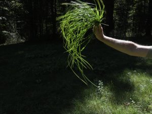 Andy Goldsworthy - Seaweed, Grass and Ferns