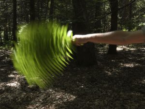 Andy Goldsworthy - Seaweed, Grass and Ferns