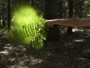 Andy Goldsworthy - Seaweed, Grass and Ferns