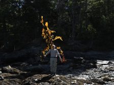 Andy Goldsworthy - Thirty-Six Kelp Throws