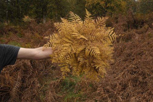 Andy Goldsworthy - For Andrew McKinna