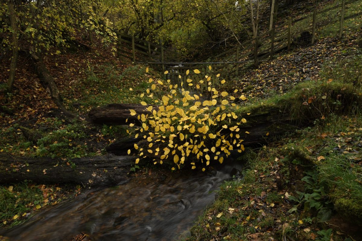 Andy Goldsworthy - For Olle