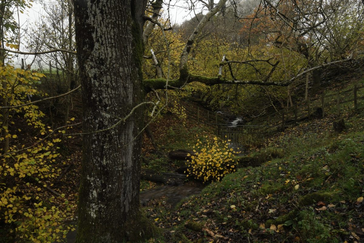 Andy Goldsworthy - For Olle