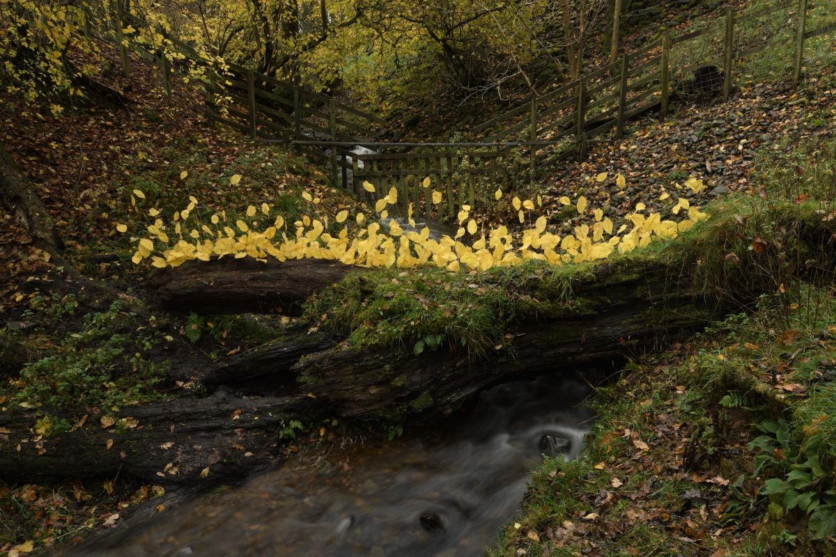 Andy Goldsworthy - For Olle