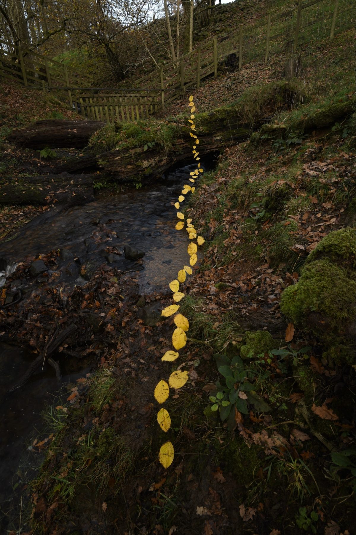 Andy Goldsworthy - For Olle