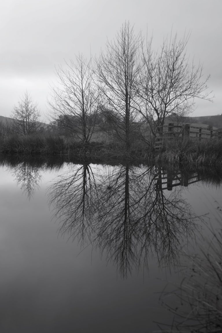 Andy Goldsworthy - Fireweed Stalks