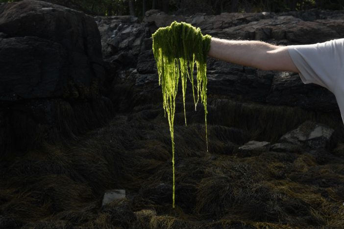Andy Goldsworthy - Seaweed, Grass and Ferns