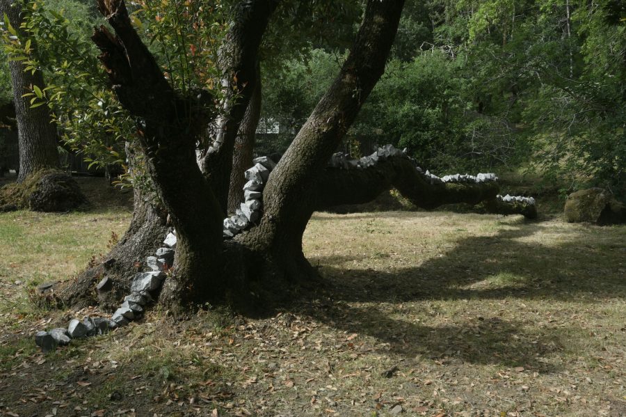 AndyGoldsworthy-Stones drawn through a tree_3795