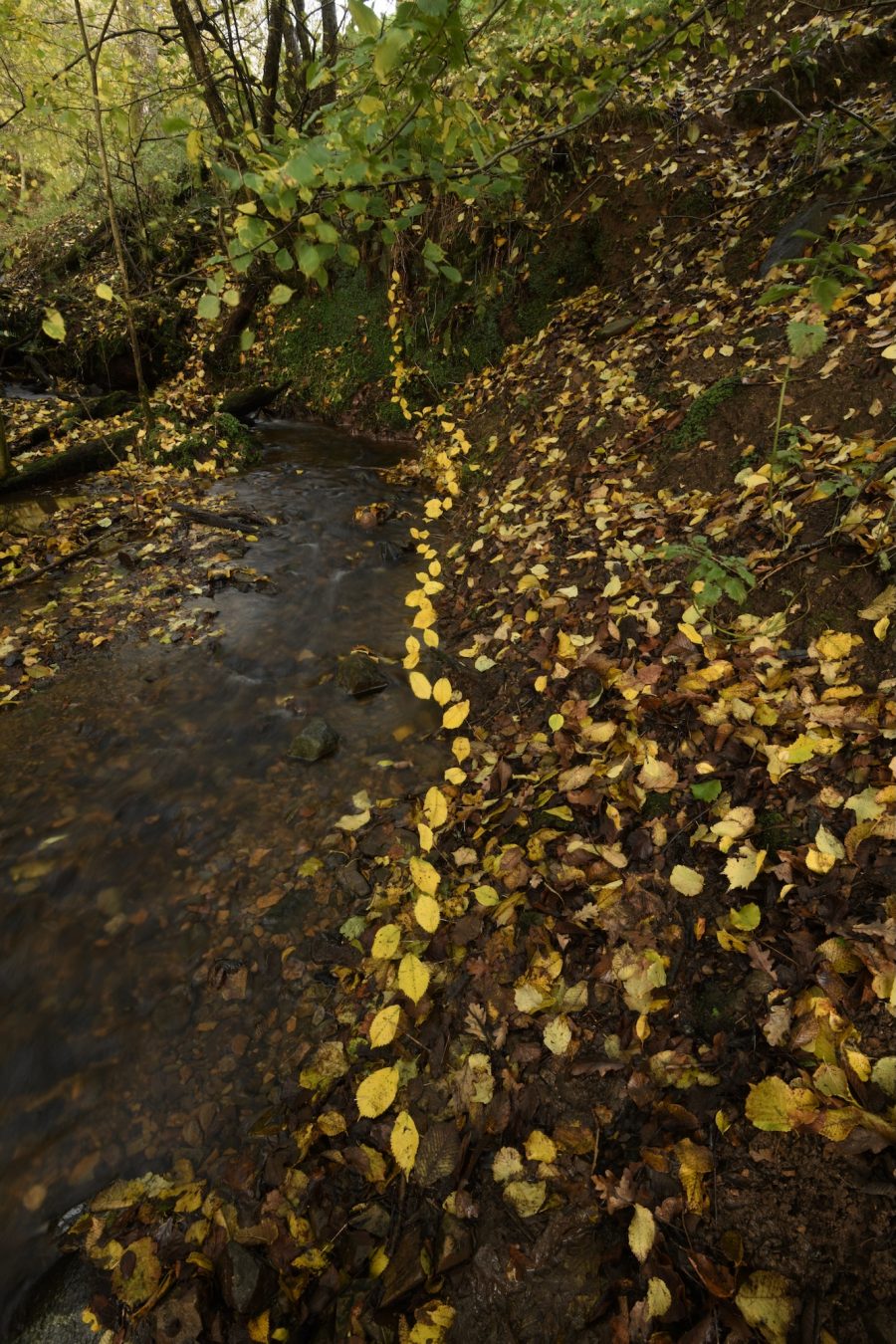 Andy Goldsworthy - For Olle